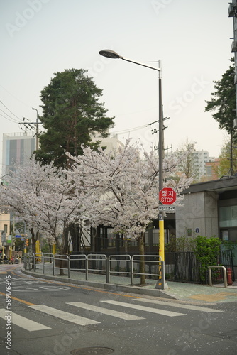 벚꽃 핀 봄날의 서울 거리 풍경