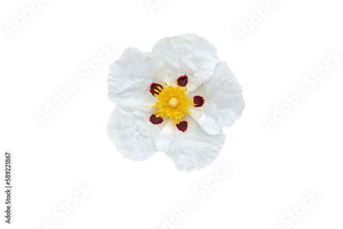 Cistus ladanifer or gum rockrose or labdanum or common gum cistus or brown-eyed rockrose flower with crumpled papery white petals with maroon spot at the base and yellow stamens and pistils isolated 