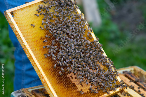 Bienen und Binenkönigin auf Wabe aus Bienenwachs