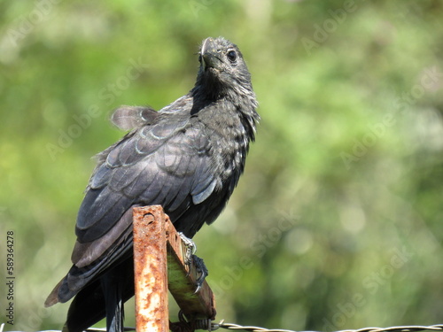 Smooth-billed Ani/Crotophaga ani Linnaeus, 1758