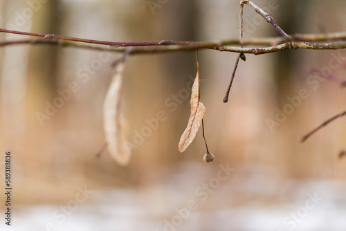 Linden seed on a tree branch. Nature background with linden tree branch in early spring day.