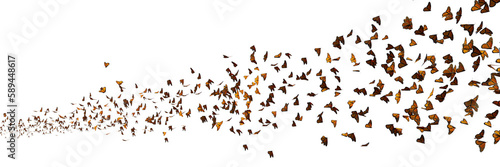 monarch butterflies swarm, Danaus plexippus group isolated on transparent background banner