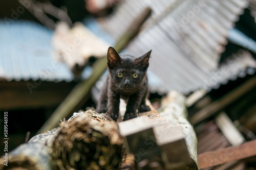 廃墟から顔を出す可愛らしい子猫