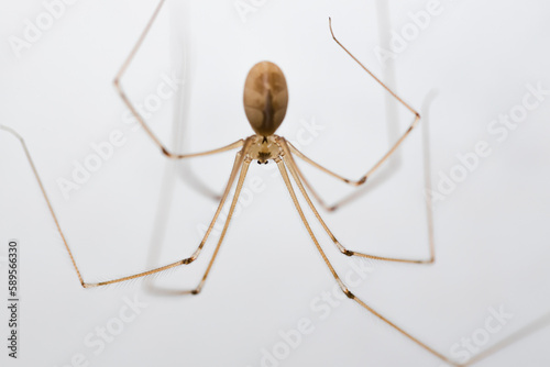 Daddy long-legs spider, or Pholcus phalangioides, against a white backgound