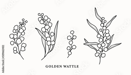 Line art wattle branches illustration
