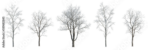 Set of 5 winter various snowed trees isolated png on a transparent background perfectly cutout 