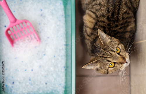 cat litter in bathroom and angry upset tabby cat sitting beside.litter with silica crystal,dirty with pee particles in box.domestic pet is angry education process.pink shovel spatula accessories