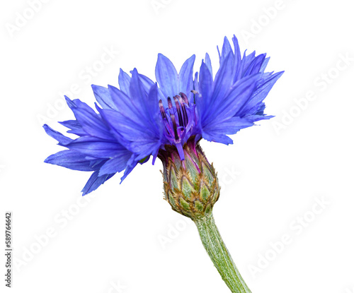 blue flower of cornflower or bachelor's button (Centaurea cyanus)