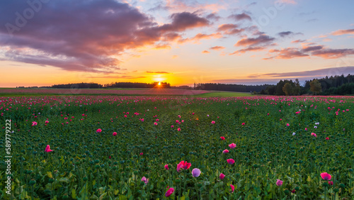 Poppy fields near armschlag, lower austria, in spring at sunrise