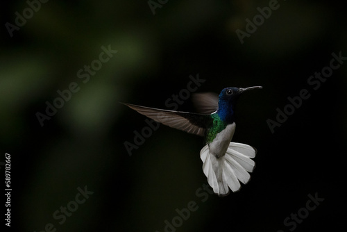 White-necked Jacobin, Florisuga mellivora, Jacobino Nuquiblanco, colibrí, hummingbrid 