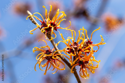 Hamamelis intermedia 'Jelena' flowers heralding spring.