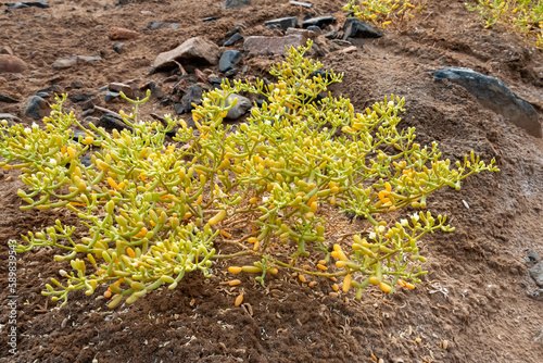 Yellow succulent salt tolerant plant in the Egyptian desert near the shore of the Red Sea