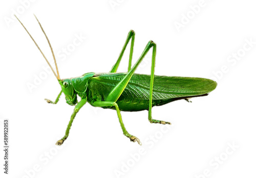 Green grasshopper without background isolated on white background
