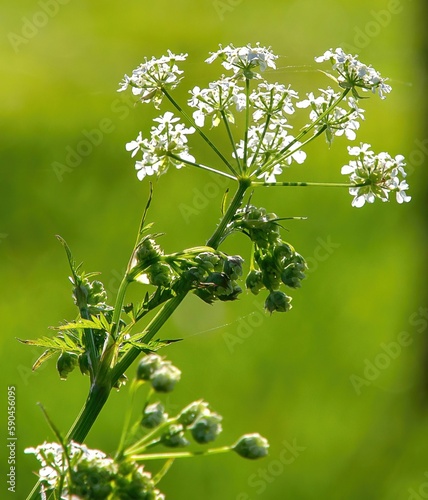 Closeup shot of a poison hemlock plant.