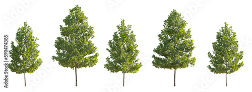 Set of 6 small and middle trees sycamore platanus maple street trees isolated png on a transparent 8k background perfectly cutout 
