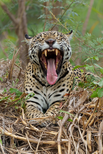 Jaguar (Panthera onca) hanging around in the Northern Pantanal in Mata Grosso in Brazil