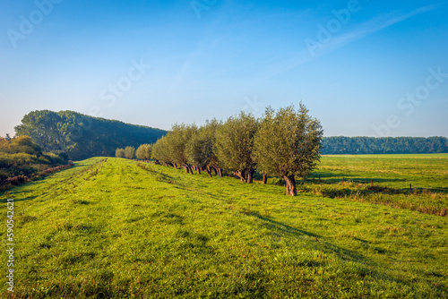 Picturesque landscape with hilly grassland and a row of pollard willows. The photo was taken on a sunny autumn day in the Dutch province of North Brabant.
