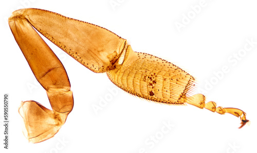 Pollen on a honeybee leg, whole mount, 8X light micrograph. Pollen-carrying leg of a honey bee, Apis, under a light microscope. Three photos combined into one picture. Isolated on white background.