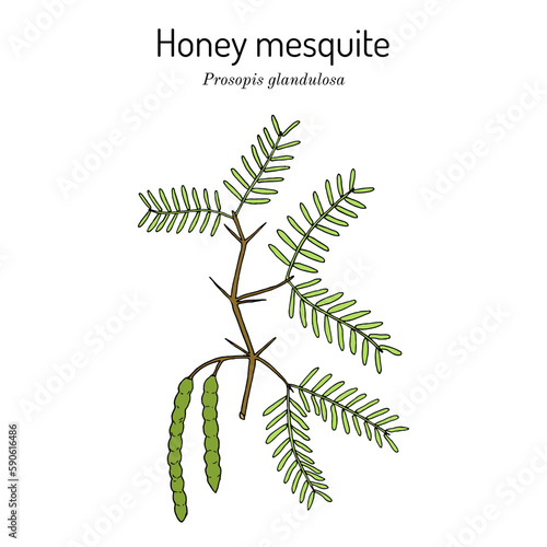 Honey mesquite (Prosopis glandulosa), edible and medicinal plant