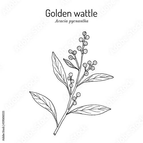 Golden wattle (Acacia pycnantha), edible and medicinal plant