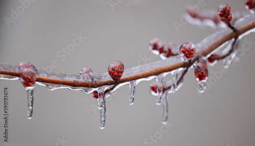 Tempête verglas et bourgeon sur branche couverte de glace 