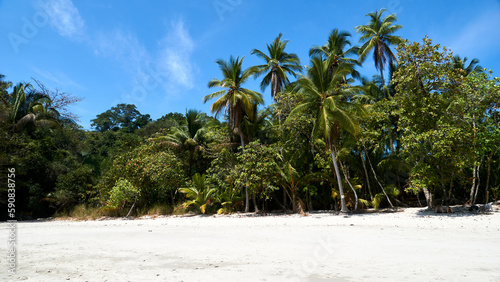 palms on manuel antonio beach