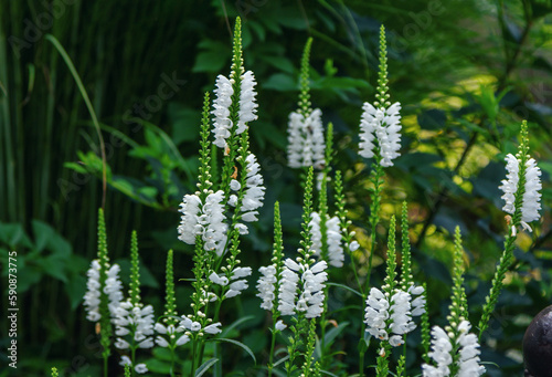 Beautiful blooming Physostegia virginiana, the obedient plant or false dragonhead growing on the meadow. Summer flowers.