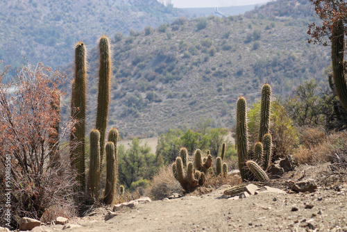 Cactus en la cordillera del Cajón del Miapo
