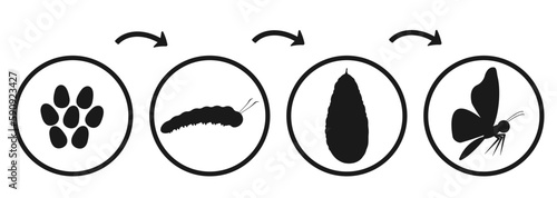 Butterfly development cycle. Silhouette infographic of caterpillar emergence and transformation. Transformation of insect pupa