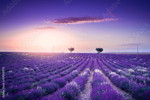 Pastel sunet over lavender on Valensole plateau