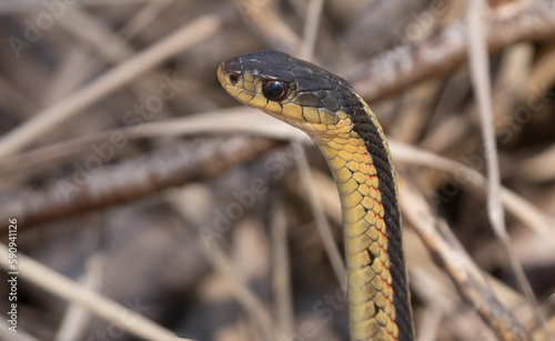 common garter snake gets a close up while it raises up to look about