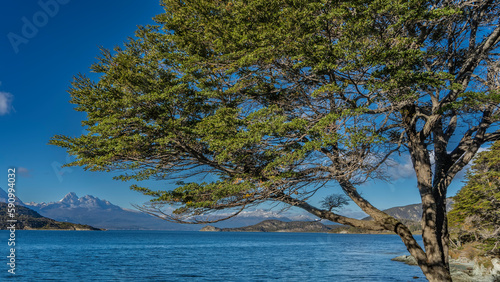A sprawling green tree against a blue sky, on the shore of a lake. A picturesque mountain range in the distance. Argentina. Tierra del Fuego National Park. Ensenada Zaratiegui Bay. Beagle Channel. 
