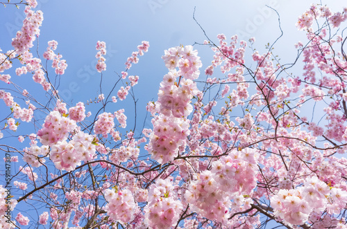 Pink Cherry Blossom tree in spring, Sakura,