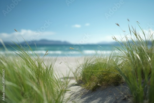 beach view from grass