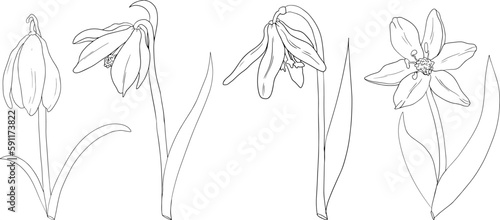 Set Snowdrop, scilla flowers. Hand drawn spring flowers. Monochrome vector botanical illustrations in sketch, engraving style.