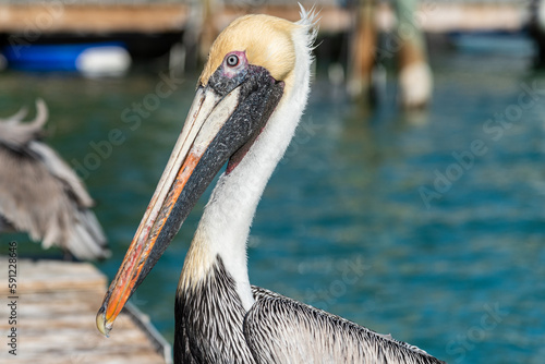 A pelican sits on a dock on a sunny day in the Florida Keys