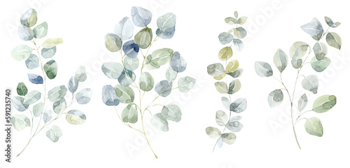 Green Eucalyptus Branches Set. Watercolor Illustration.