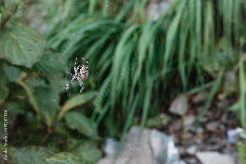 Kreuzspinne im Spinnennetz