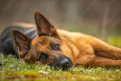 german shepherd dog