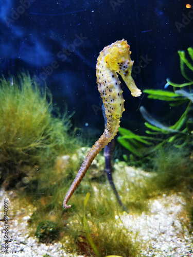 sea horse fish