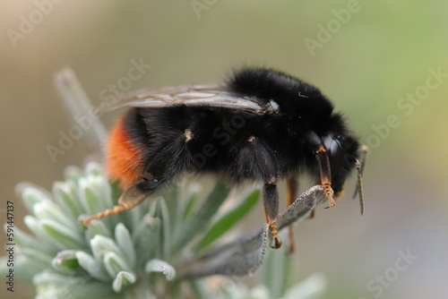 Bourdon des pierres (Bombus lapidarius)