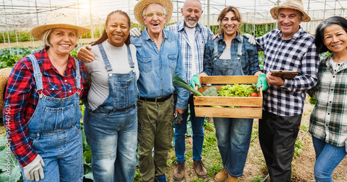 Multiracial people working inside farm greenhouse community picking up organic vegetables - Eco village and organic local food concept - Main focus on center senior men