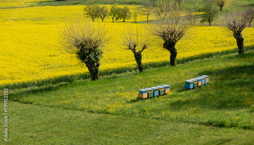 Row of beehives next to yellow rapeseed flower field for pollination and honey production in honeycomb 