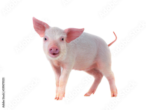 smiling pig isolated on transparent background