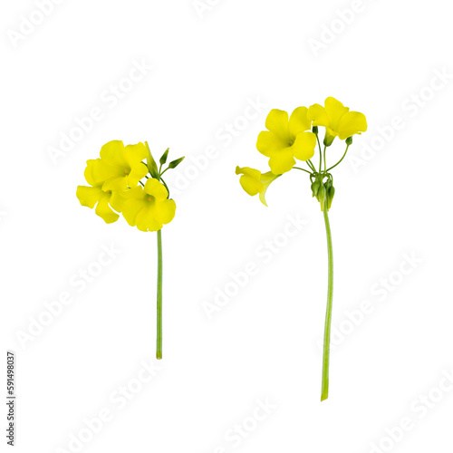 Stems of meadow field buttercup yellow flowers isolated on white background with clipping path. Full Depth of field. Focus stacking. PNG