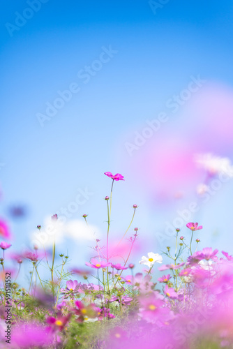 青空を背景に花畑イメージ (コスモスの花) Flower field image against the blue sky (Cosmos flower) 日本(秋)撮影 Taken in Japan (Autumn) 九州・熊本県阿蘇(阿蘇ミルク牧場にて撮影) (taken at Aso Milk Ranch)