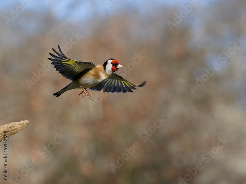 Goldfinch, Carduelis carduelis