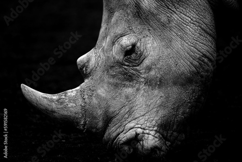 A closeup fine art portrait of a rhino in black and white with dark background. Concept: Dangerous beauty. Dangerous wildlife