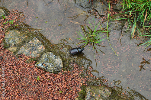 A female stag beetle sits by the water