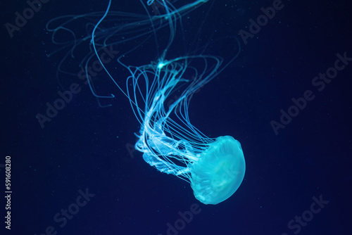 Fluorescent jellyfish swim underwater in aquarium pool with blue neon light. The Atlantic sea nettle chrysaora quinquecirrha in blue water, ocean. Theriology, tourism, diving, undersea life.